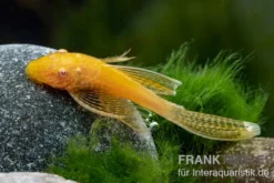 Goldener Schleier-Antennenwels, Ancistrus sp. Long fin Gold-Schleier