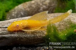 Goldener Schleier-Antennenwels, Ancistrus sp. Long fin Gold-Schleier