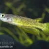 Goldener Streifenhechtling, Aplocheilus lineatus gold