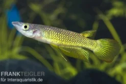 Goldener Streifenhechtling, Aplocheilus lineatus gold