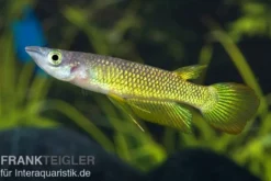Goldener Streifenhechtling, Aplocheilus lineatus gold
