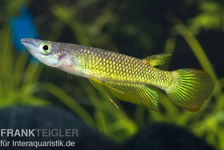 Goldener Streifenhechtling, Aplocheilus lineatus gold