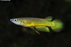 Goldener Streifenhechtling, Aplocheilus lineatus gold