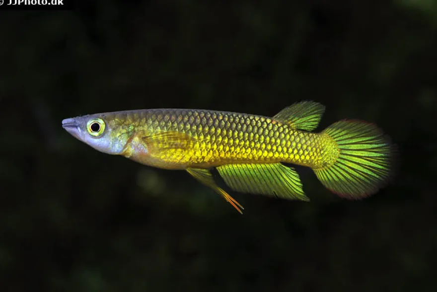 Goldener Streifenhechtling, Aplocheilus lineatus gold