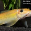 Goldene Saugschmerle, Gyrinocheilus aymonieri