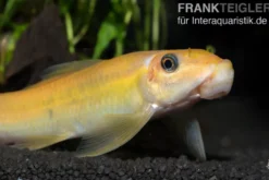Goldene Saugschmerle, Gyrinocheilus aymonieri