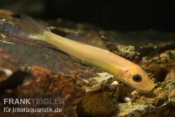 Goldene Saugschmerle, Gyrinocheilus aymonieri