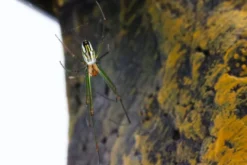 Goldene Seidenspinne, Nephila clavipes