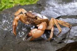 Goldene Süßwasserkrabbe, Parathelphusa sarasinorum, Zufällig ausgewählt