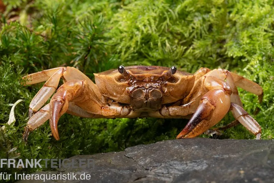 Goldene Süßwasserkrabbe, Parathelphusa sarasinorum, Zufällig ausgewählt