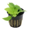 Goldenes Zwergspeerblatt, Anubias nana "Gold", im Topf