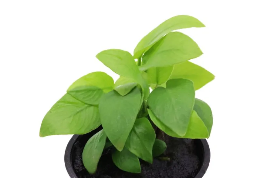 Goldenes Zwergspeerblatt, Anubias nana "Gold", im Topf