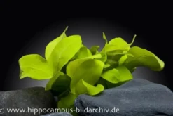 Goldenes Zwergspeerblatt, Anubias nana
