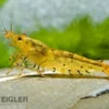 Goldene Tigergarnele/Tangerine Tiger, Caridina cf. cantonensis