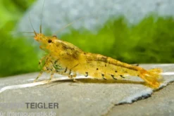 Goldene Tigergarnele/Tangerine Tiger, Caridina cf. cantonensis