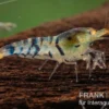 Golden Eye Tigergarnele, Caridina sp.