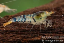 Golden Eye Tigergarnele, Caridina sp.