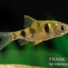 Goldene Zwergbarbe, Pethia aurea (Minifisch)