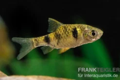 Goldene Zwergbarbe, Pethia aurea (Minifisch)
