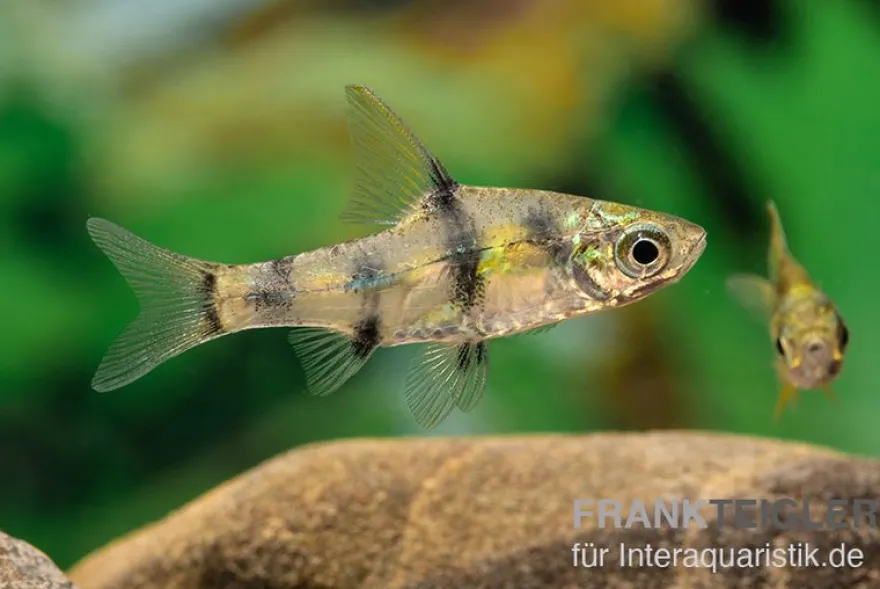 Goldene Zwergbarbe, Pethia aurea (Minifisch)