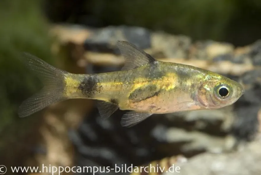 Goldene Zwergbarbe, Pethia aurea (Minifisch)