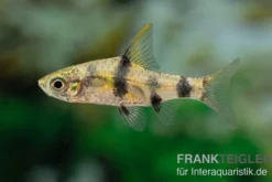 Goldene Zwergbarbe, Pethia aurea (Minifisch)