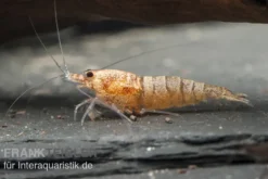 Golden Snow White Bee Garnele, Caridina logemanni