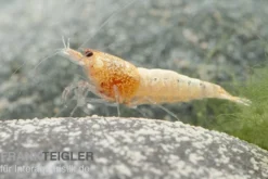 Golden Snow White Bee Garnele, Caridina logemanni