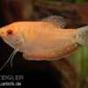 Goldfadenfisch rotgold, Trichogaster trichopterus