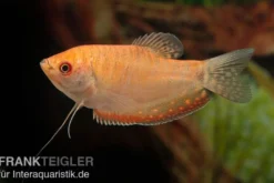 Goldfadenfisch rotgold, Trichogaster trichopterus
