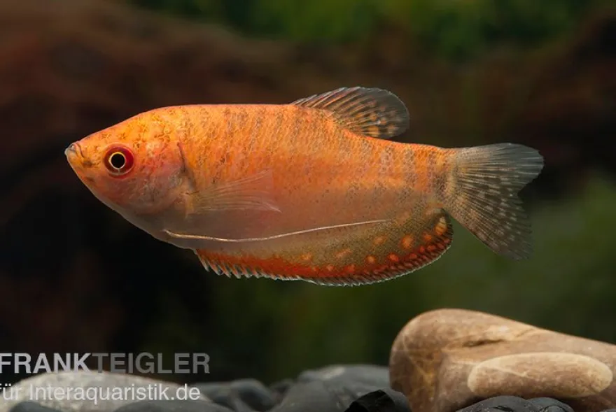 Goldfadenfisch rotgold, Trichogaster trichopterus