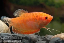 Goldfadenfisch rotgold, Trichogaster trichopterus