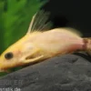 Goldfarbener Fiederbartwels, Synodontis nigrita gold