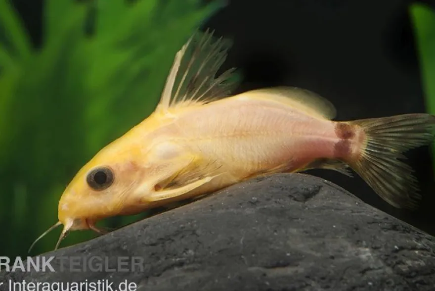 Goldfarbener Fiederbartwels, Synodontis nigrita gold