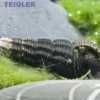 Goldfühler-Tylomelania, Tylomelania gemmifera