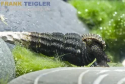 Goldfühler-Tylomelania, Tylomelania gemmifera