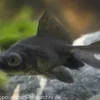 Goldfisch Black Moor, Carassius auratus (Kaltwasser), Größe 4-6 cm