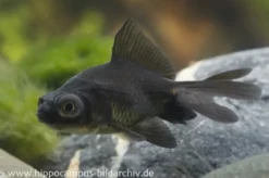 Goldfisch Black Moor, Carassius auratus (Kaltwasser), Größe 4-6 cm