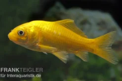 Goldfisch Gelb, Carassius auratus (Kaltwasser), Größe 4-6 cm