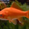 Goldfisch rot, Carassius auratus (Kaltwasser), Größe 4-6 cm
