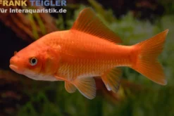 Goldfisch rot, Carassius auratus (Kaltwasser), Größe 4-6 cm