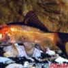 Goldfisch rot-schwarz, Carassius auratus (Kaltwasser), Größe 7-10 cm