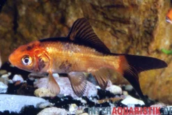 Goldfisch rot-schwarz, Carassius auratus (Kaltwasser), Größe 7-10 cm