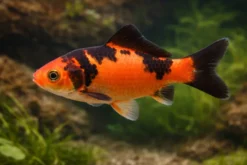 Goldfisch rot-schwarz, Carassius auratus (Kaltwasser), Größe 7-10 cm