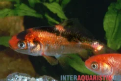 Goldfisch rot-schwarz, Carassius auratus (Kaltwasser), Größe 7-10 cm