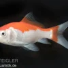 Goldfisch Sarasa rot-weiß, Carassius auratus (Kaltwasser), Größe 4-6 cm