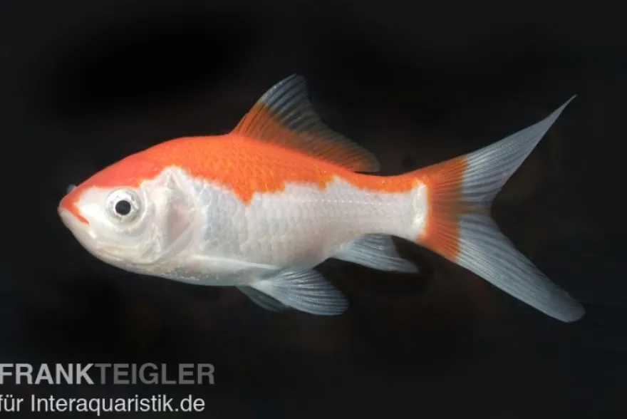 Goldfisch Sarasa rot-weiß, Carassius auratus (Kaltwasser), Größe 4-6 cm
