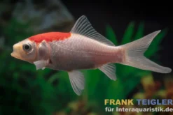 Goldfisch Sarasa Tancho, Carassius auratus (Kaltwasser)