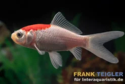 Goldfisch Sarasa Tancho, Carassius auratus (Kaltwasser)