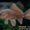 Goldfisch schwarz, Carassius auratus (Kaltwasser), Größe 7-10 cm